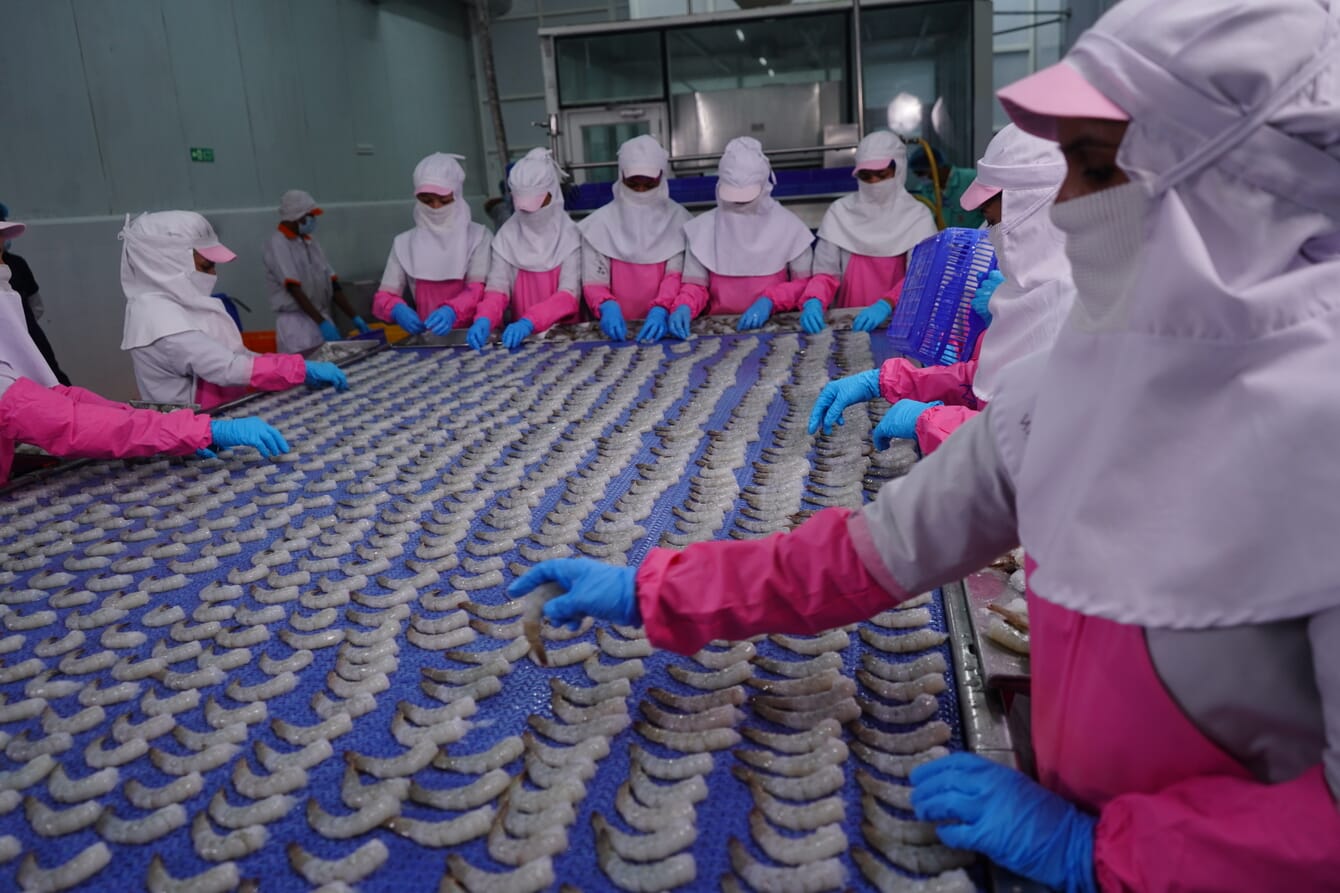 Inside a shrimp processing factory.