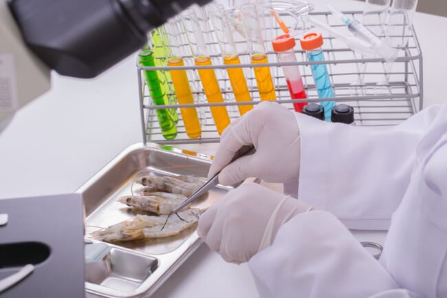 Lab technician examining fully grown-shrimp
