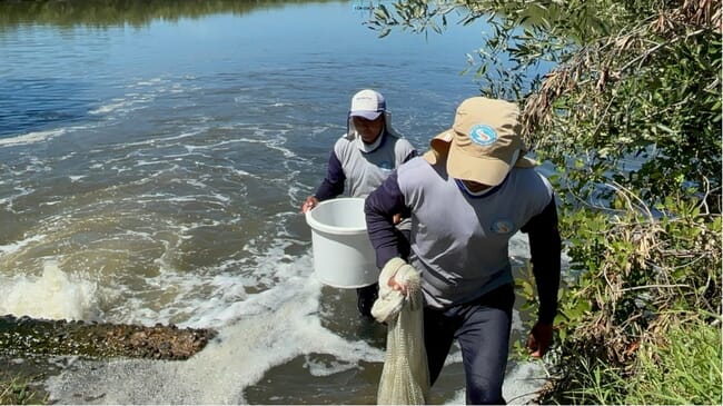 Two people walking out of a shrimp pond.