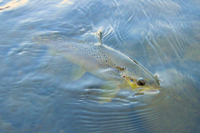 A closeup of a trout in water.