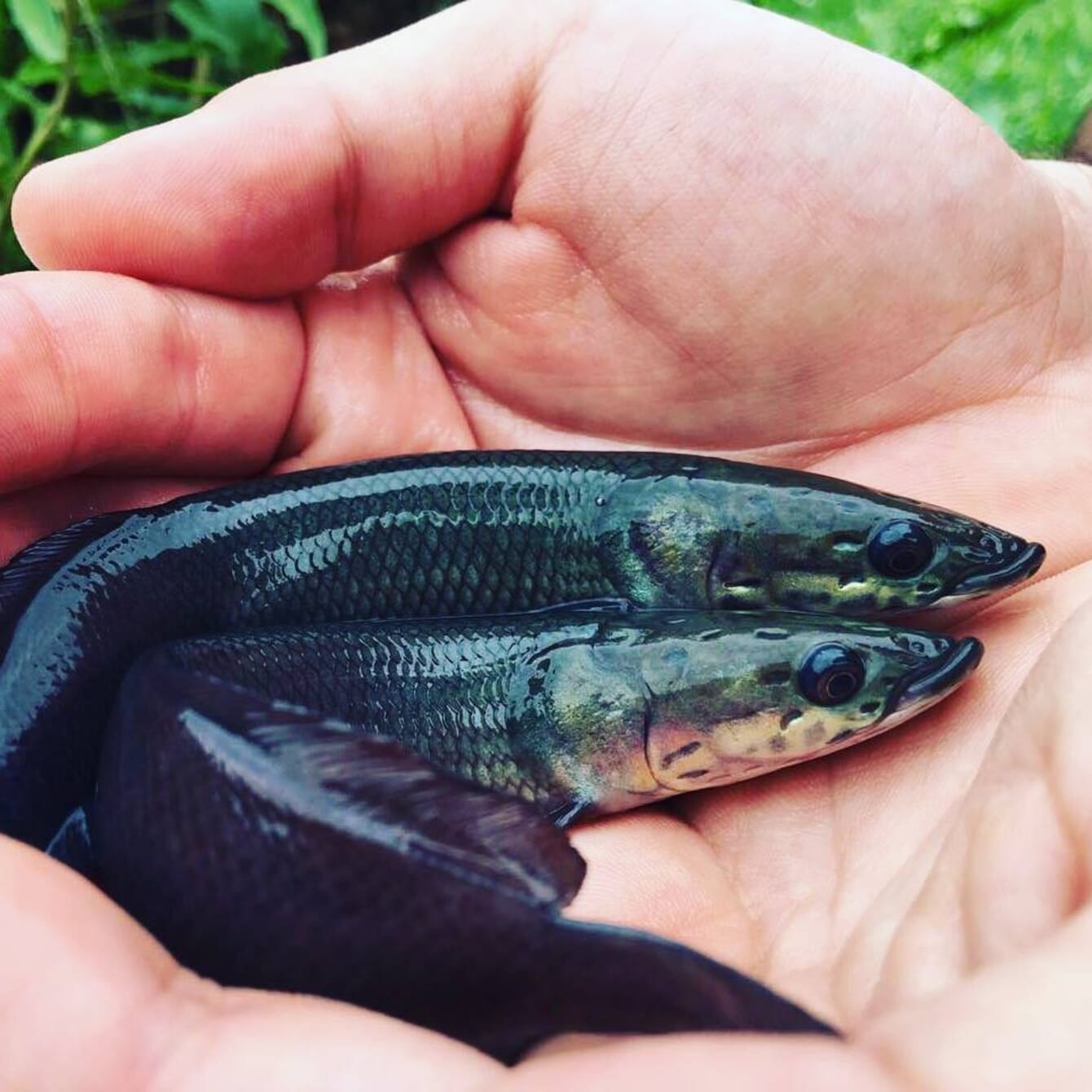 Two small fish in a hand.