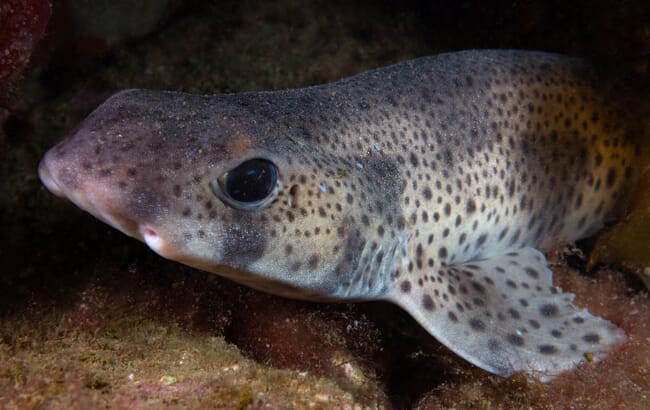 A closeup of a small shark hidding in rocks.