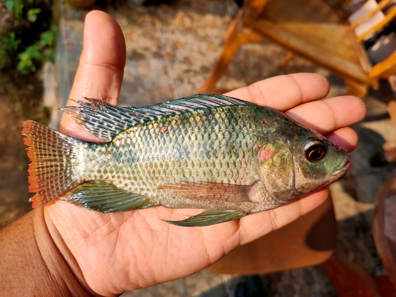 A tilapia in the palm of someone's hand