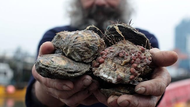 Man holding native flat oysters.