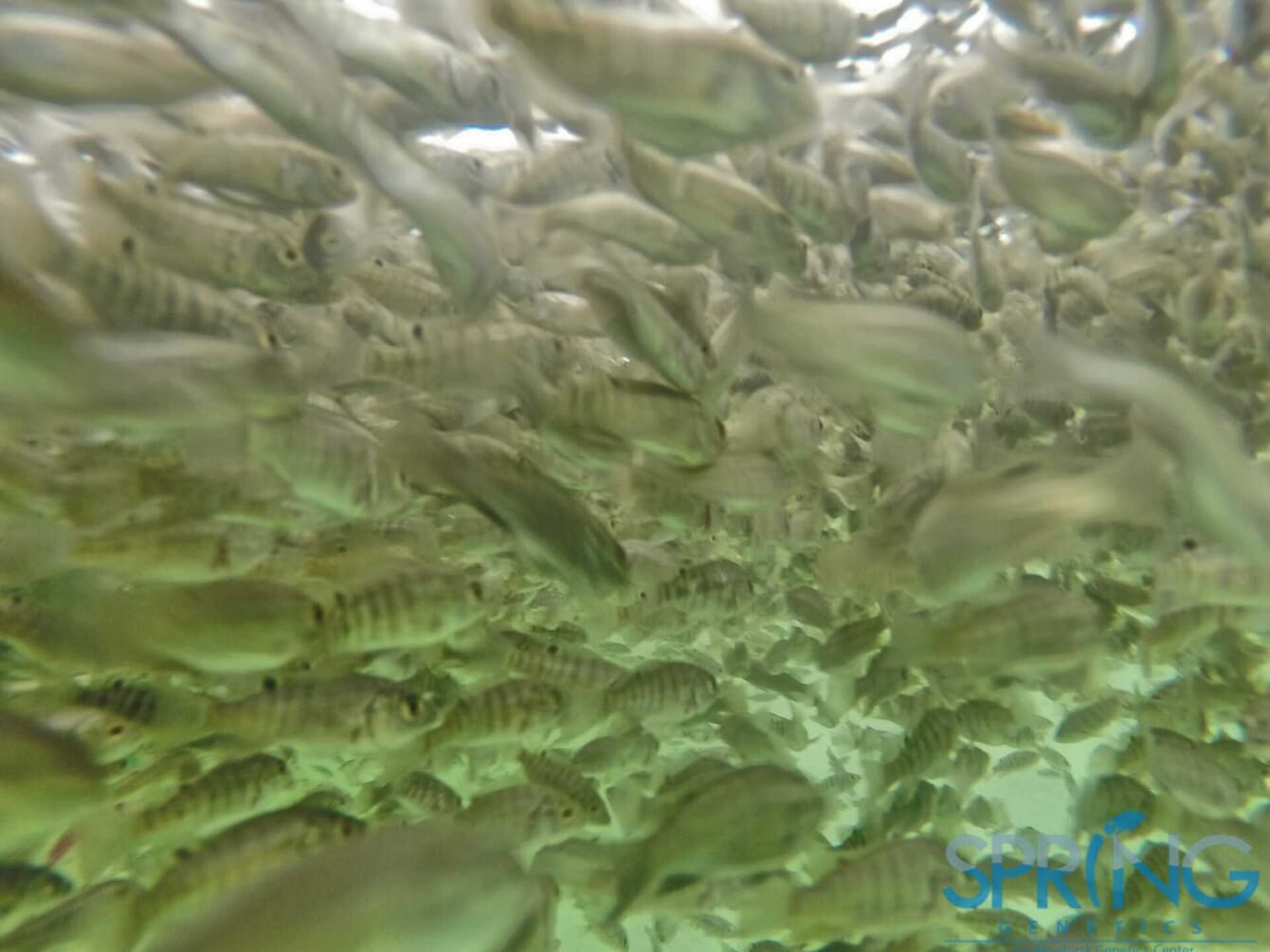 A shoal of tilapia.