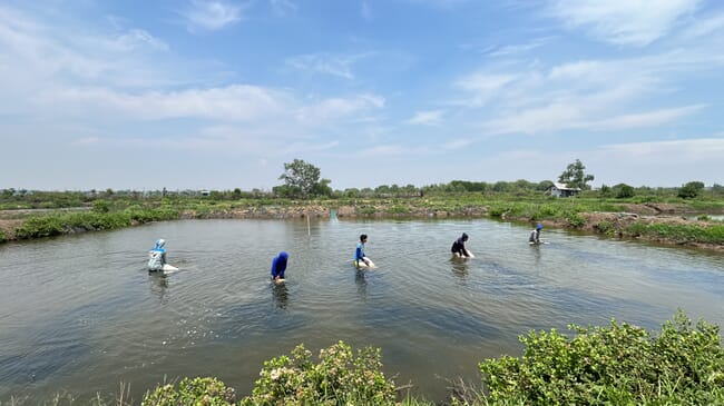 Gracilaria seaweed farming in Indonesia.
