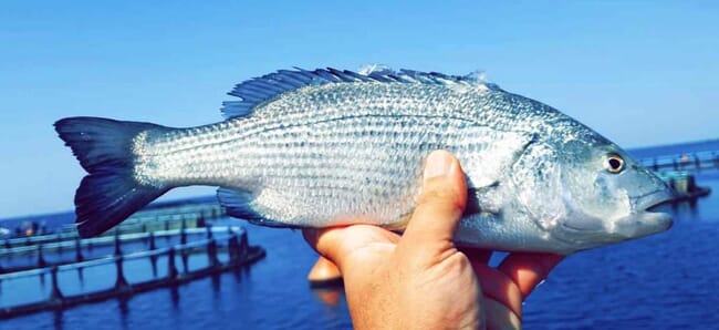 person holding a fish with sea cages in the background