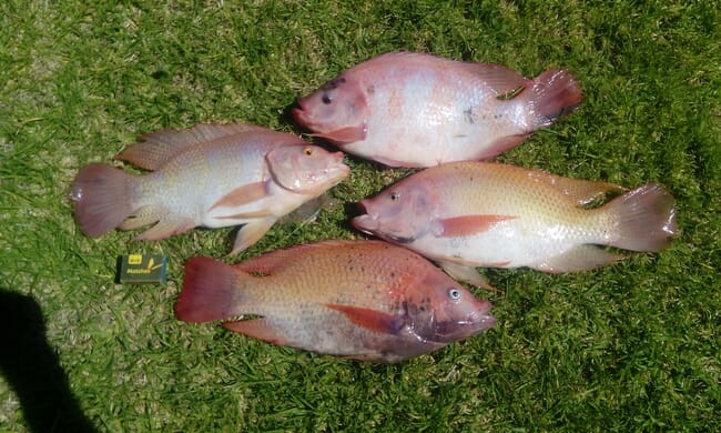 Red Nile tilapia.