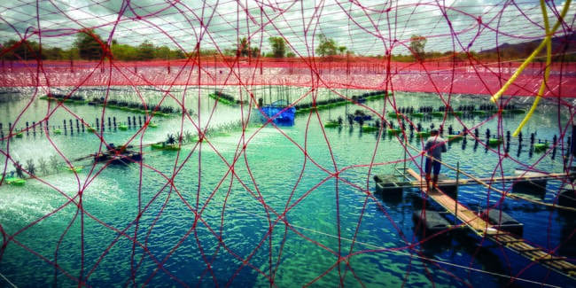 a shrimp farm in Thailand