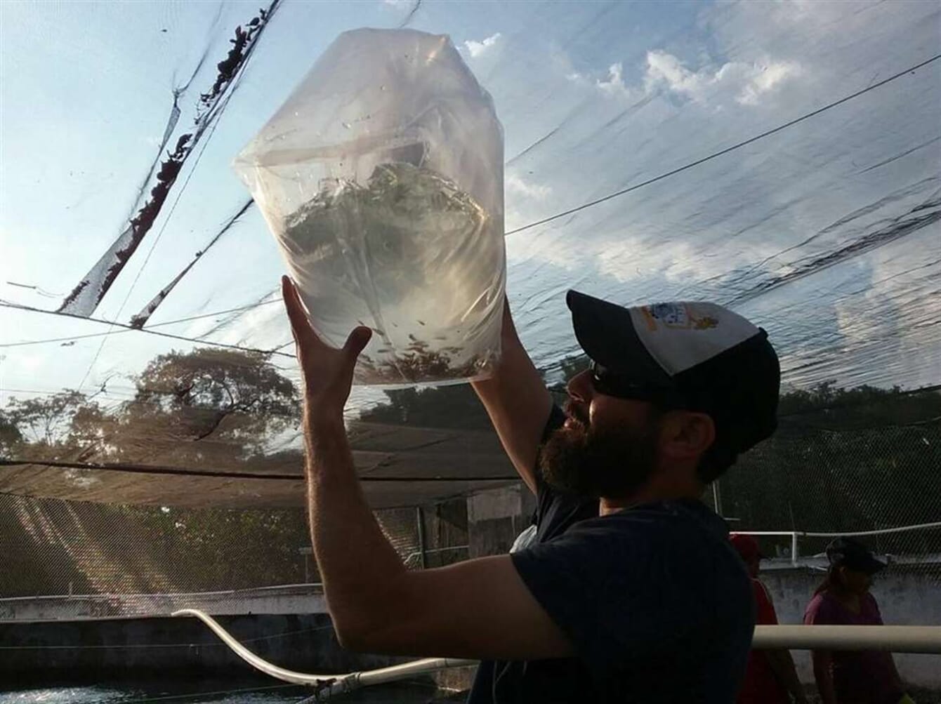 A man holding up a bag containing small tilapia and water.