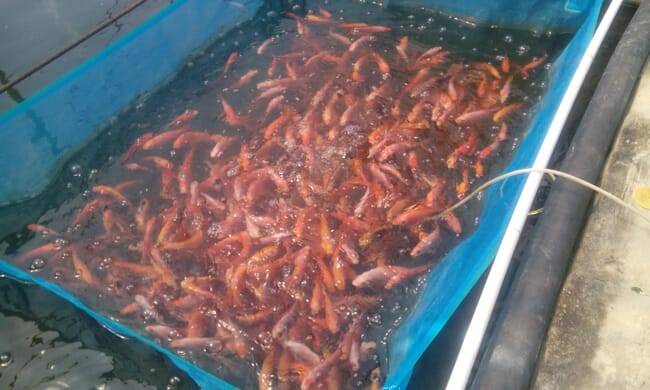 Tilapia fingerlings.