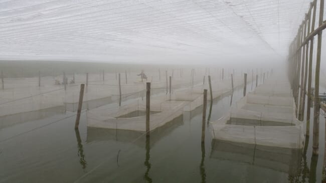 Covered nets in a large pond.