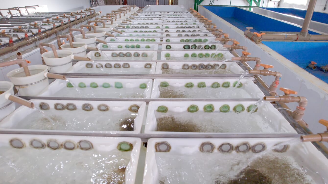 An indoor fish farm.