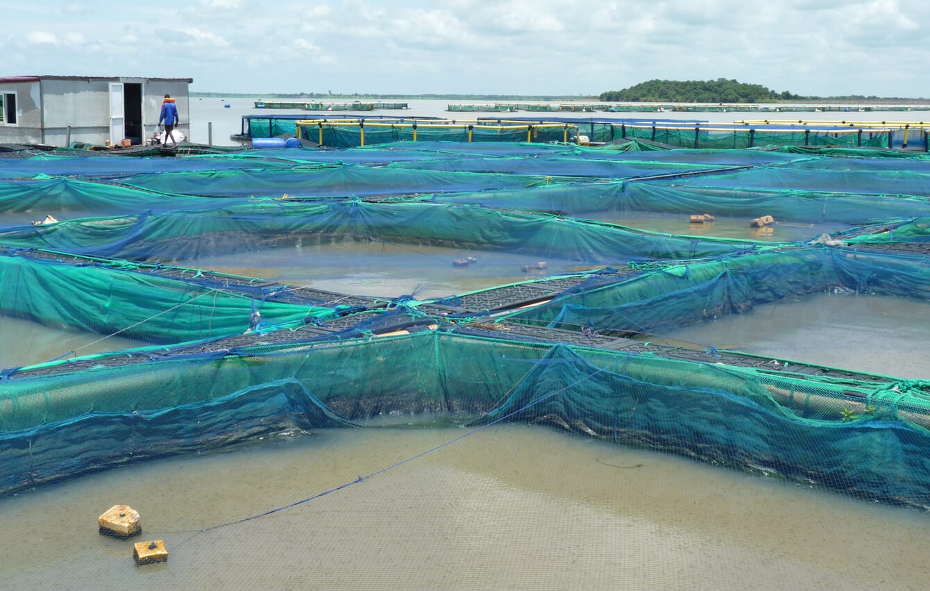 Tilapia ponds and cages on Lake Nangbete in Togo