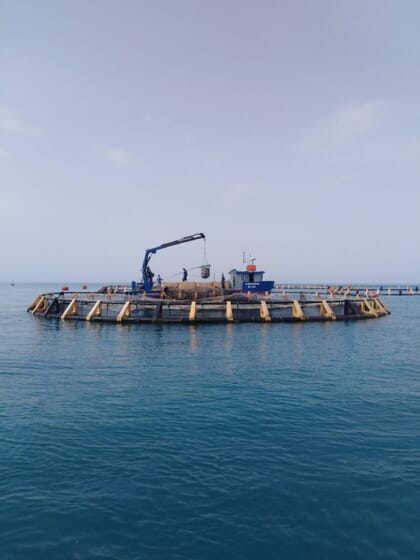 Fish harvesting at Porto Farina