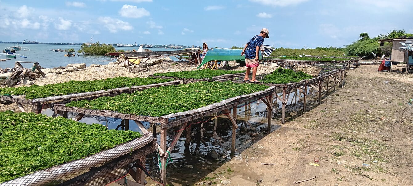 Seaweed on drying racks