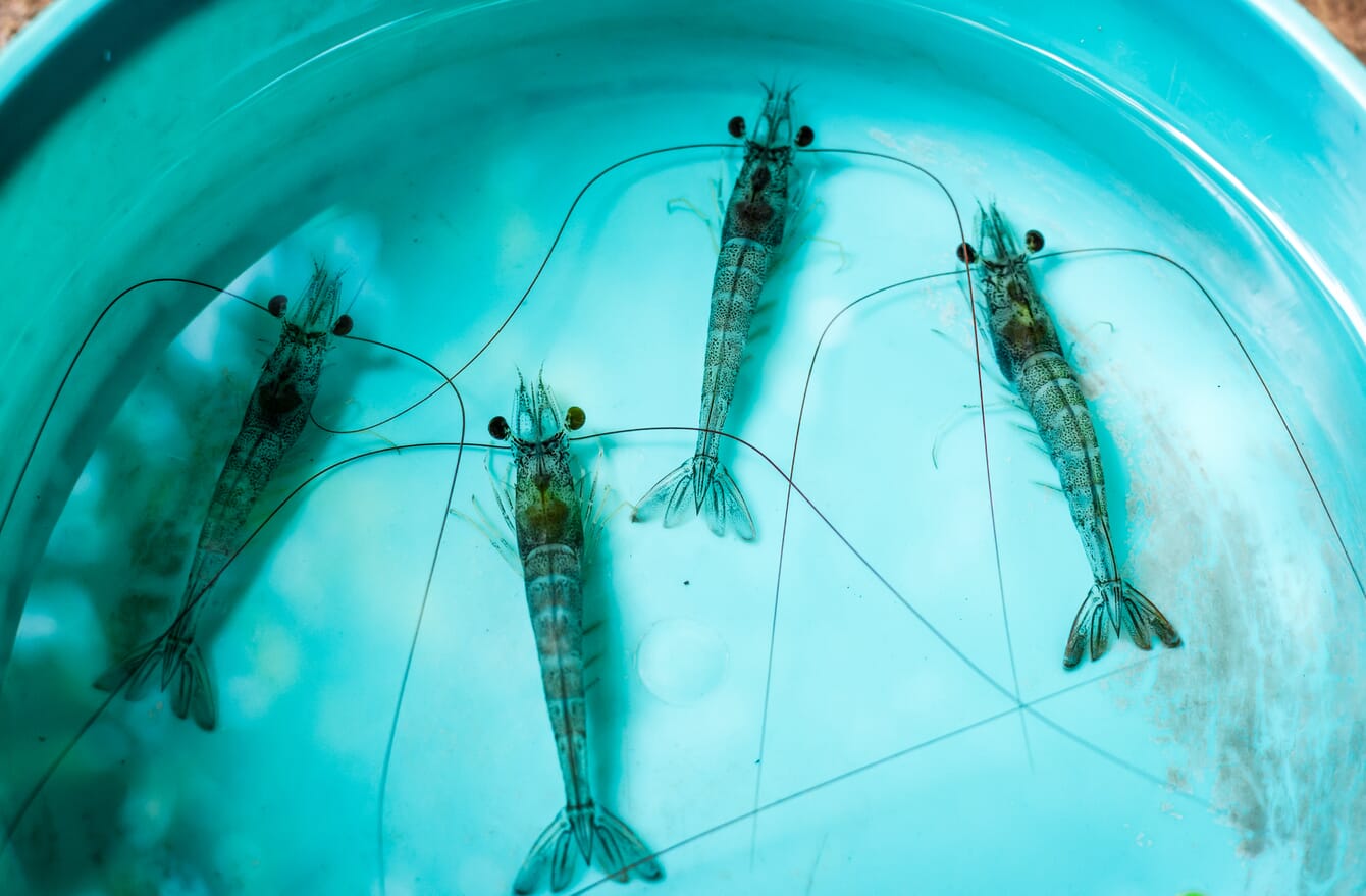 Shrimp in a tank.