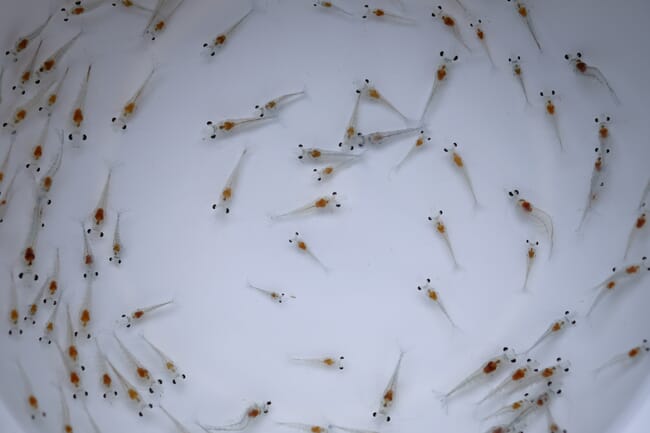 Juvenile shrimp in a tank.