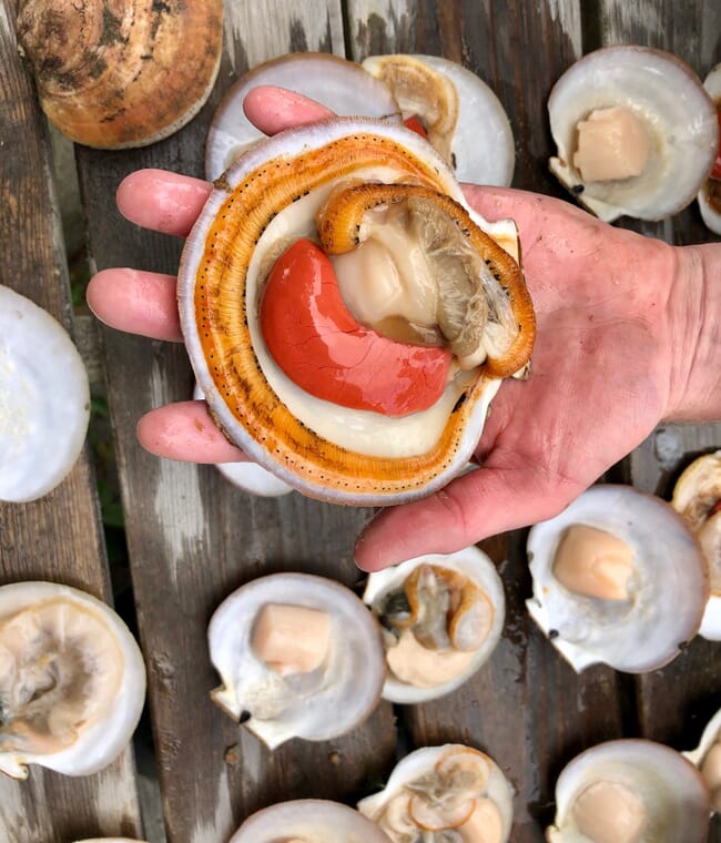 The inside of a scallop.
