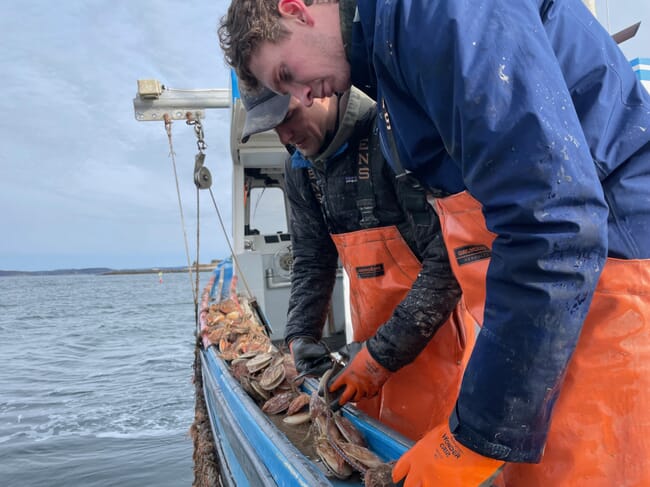 Two men examining a string of scallops.