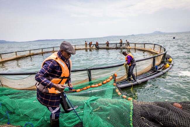 A man feeding fish on a farm.