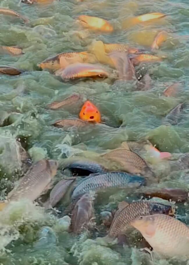 A shoal of large fish breaking the surface of the water