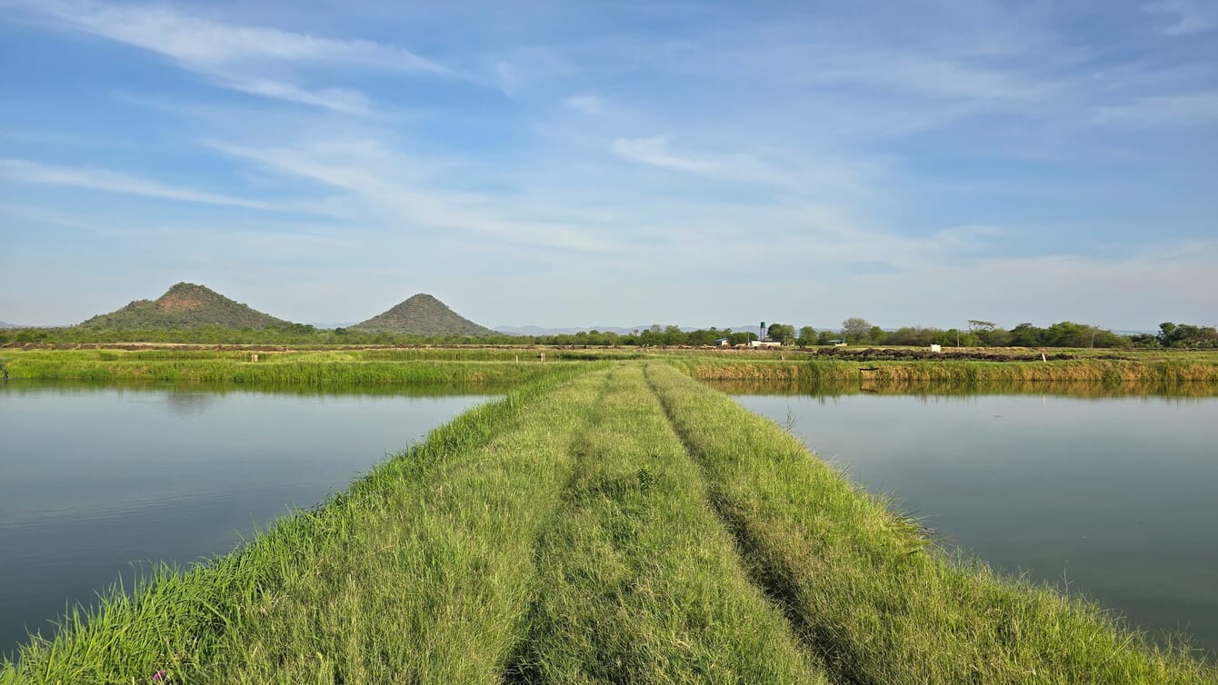 Two ponds surrounded by grassy banks.