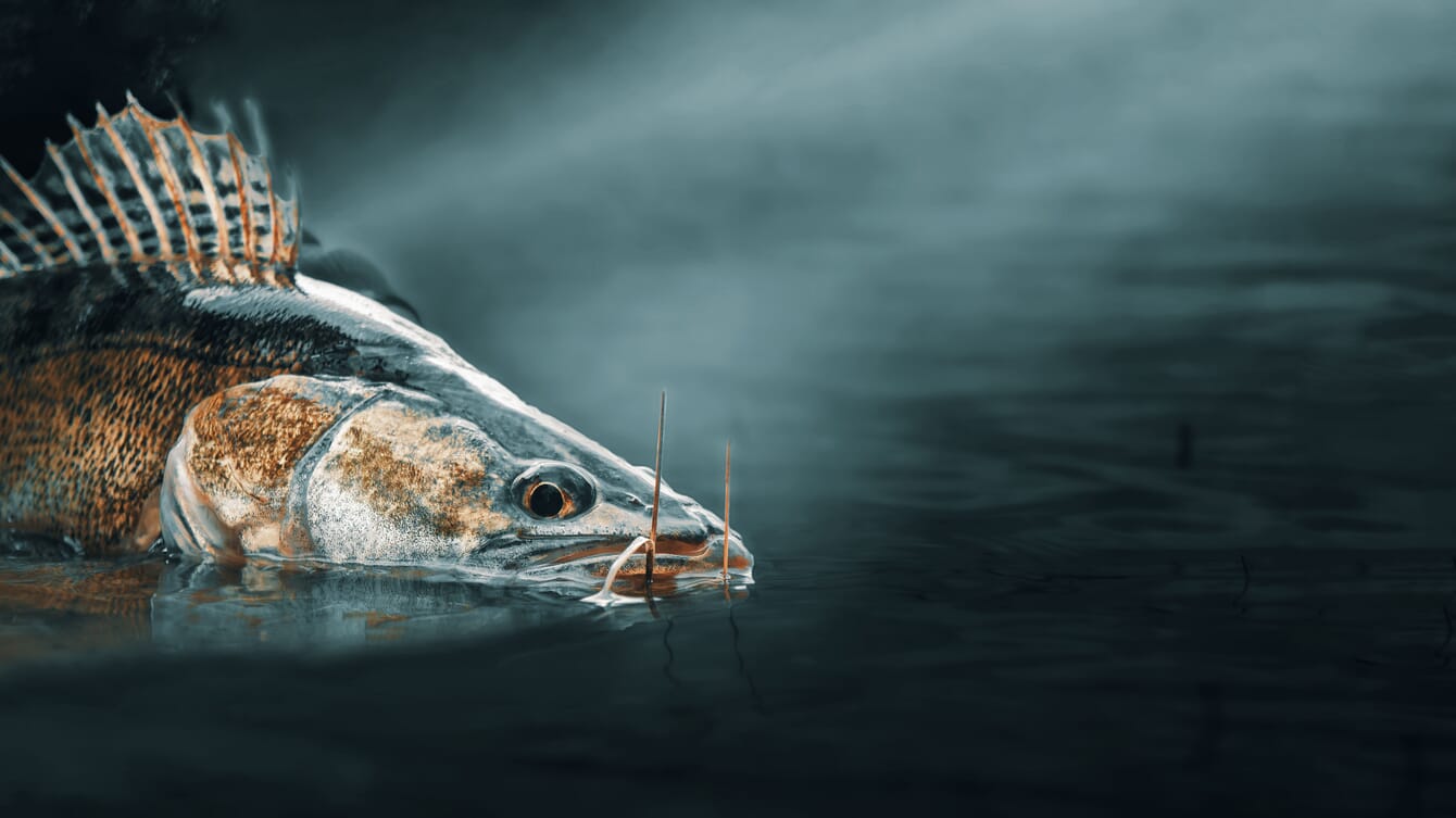 A pikeperch emerging from the water