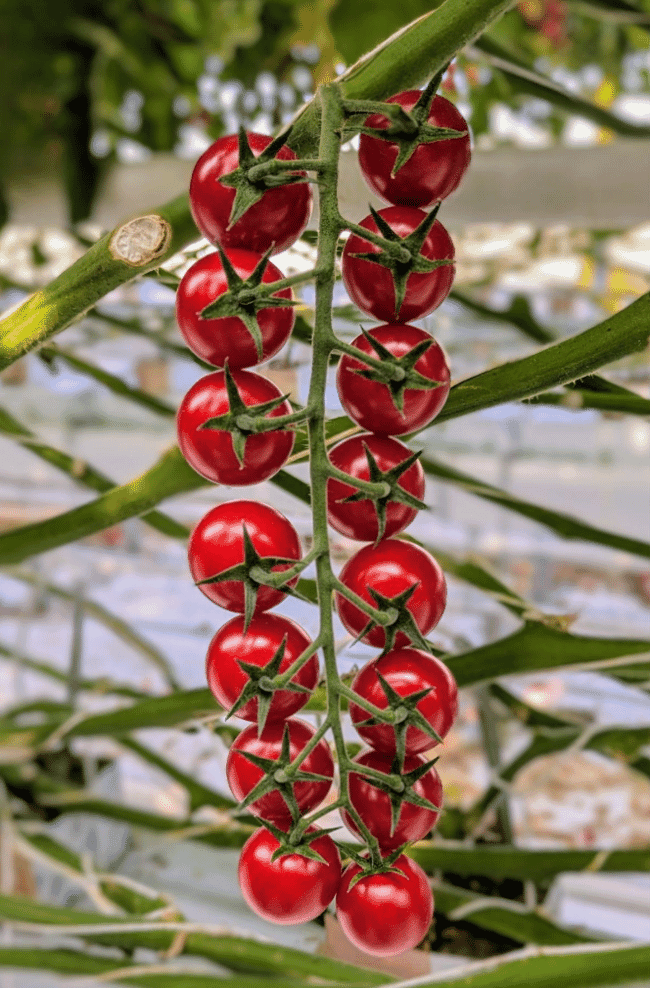 Red cherry tomatoes on a farm.
