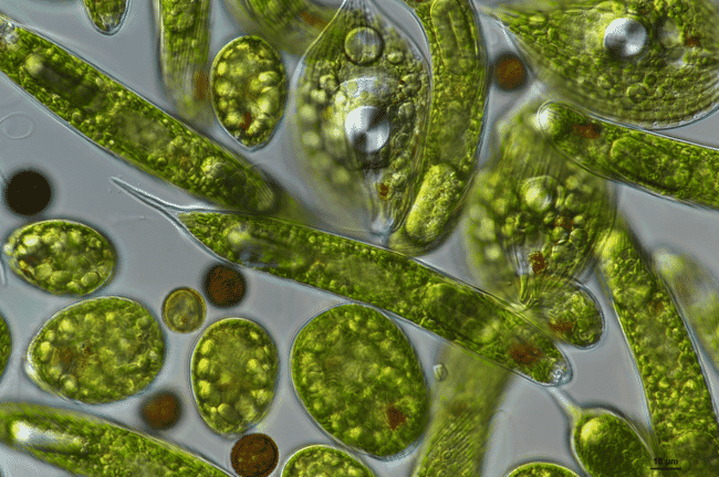 Microscope image of green microalgae