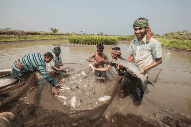 Farmers harvesting their fish.