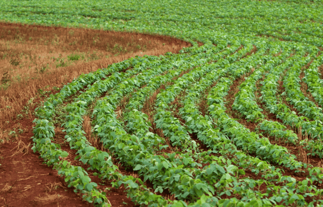 A field of soy.