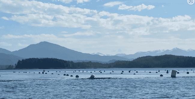 A seaweed farm, with mountains in the background