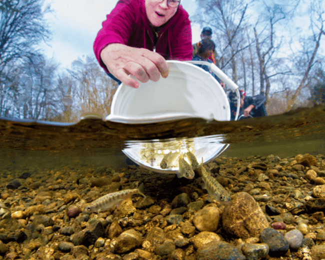 A group of wild chinhook salmon fry being released into shallow waters.