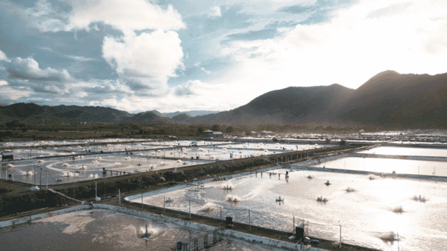 Shrimp farms in Indonesia