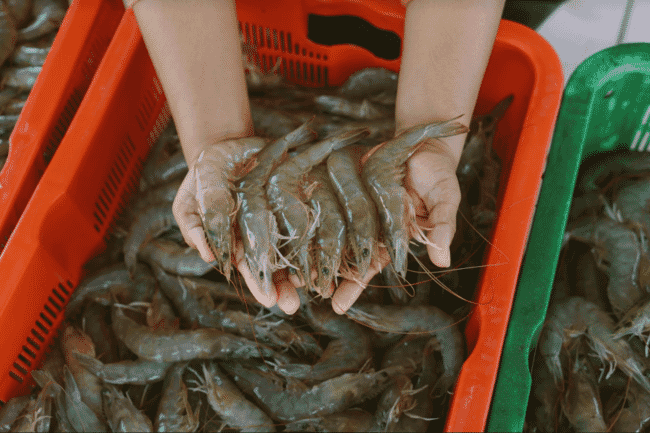 Pacific whiteleg shrimp