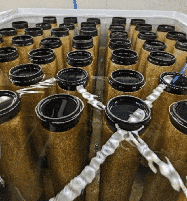 Rope seeded with juvenile seaweed.