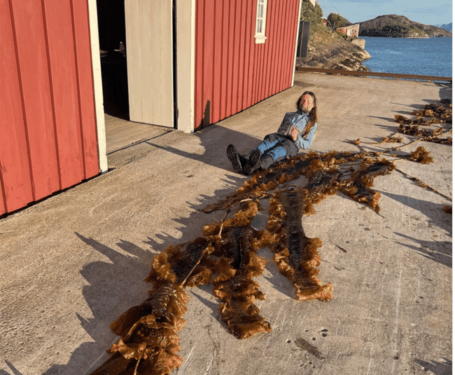 Seaweed grown in Norway.