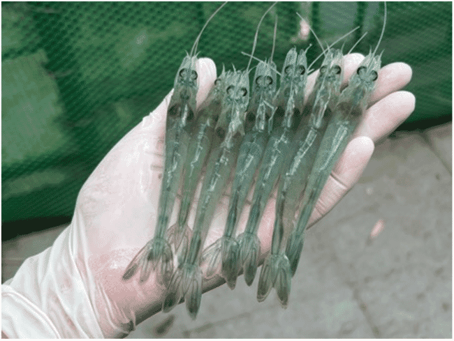 A hand holding several shrimp.