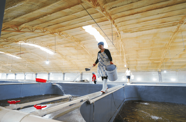 A large indoor fish farm.