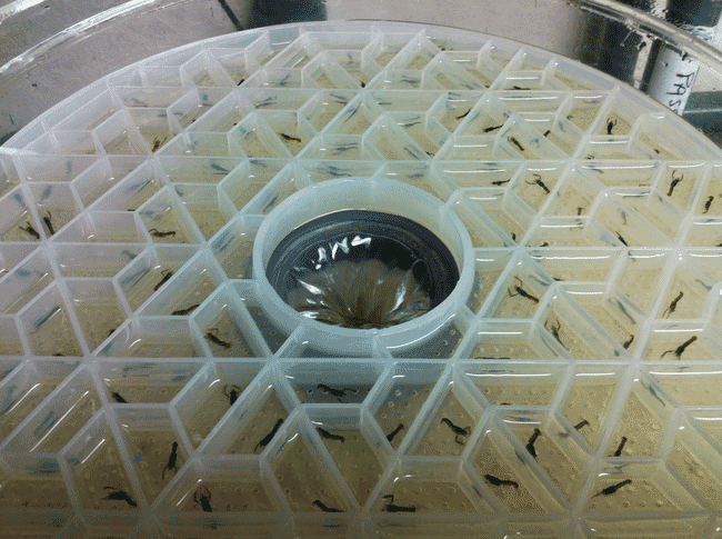 Juvenile lobsters on a tray.