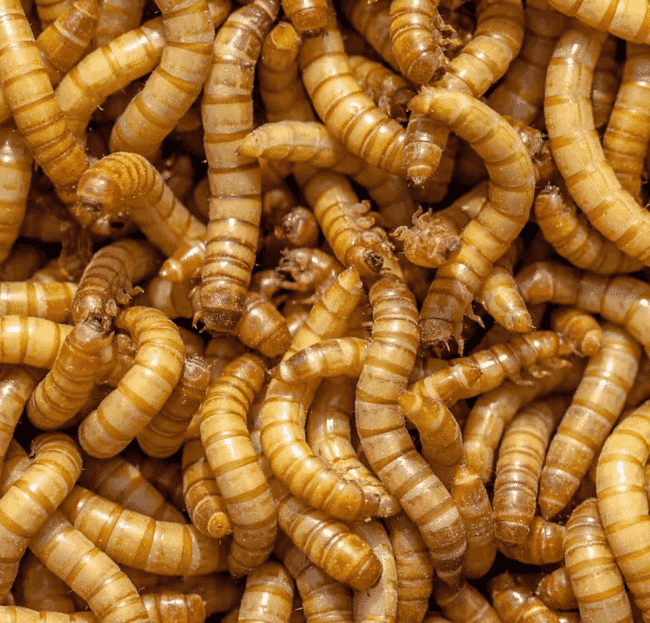 Mealworms