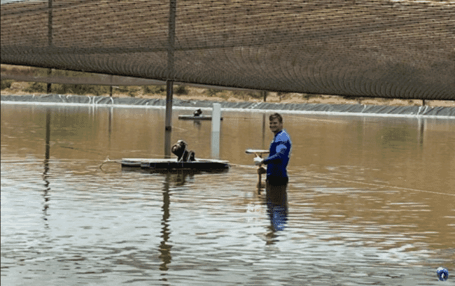 A person wading into a shrimp pond.