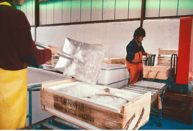 Two people shovelling ice onto fish boxes.