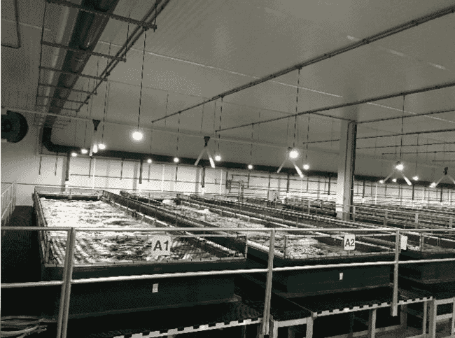 An indoor shrimp farm.