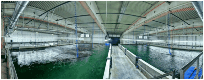 Oceanloop's indoor aquaculture site