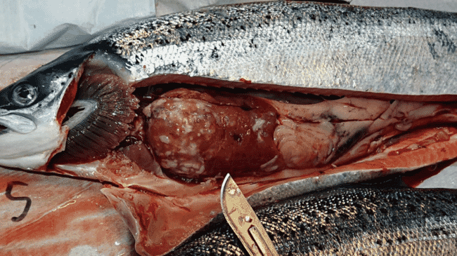 infected salmon guts