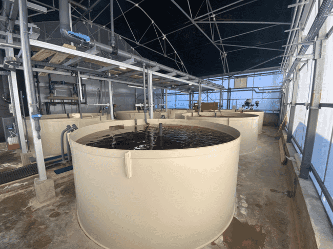 Inside an indoor fish farm.