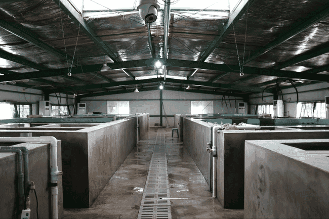 The inside of an indoor fish farm.
