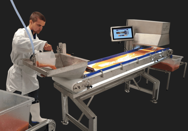 A person pouring fish eggs onto a conveyer belt.